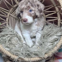 Aphrodite - Parti female Labradoodle puppy in Kingston, Georgia from CC Familydoodles