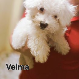 Velma - White female Bichon Frise puppy in Altmar, New York from Abbott Animals