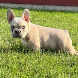 French Bulldog and Pembroke Welsh Corgi Puppies from Drea M Companion Puppies