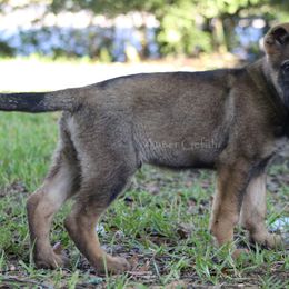 German Shepherd Puppies from Außer Gefahr German Shepherds