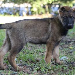 German Shepherd Puppies from Außer Gefahr German Shepherds