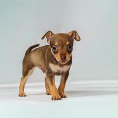 Rocky - Brown and tan male Russian Toy puppy in Citrus Heights, California from Domik of love