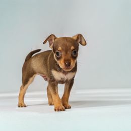 Rocky - Brown and tan male Russian Toy puppy in Citrus Heights, California from Domik of love