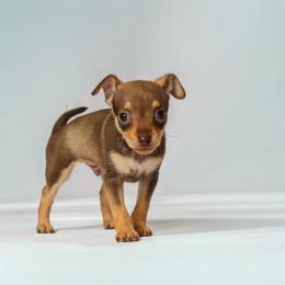 Rocky - Brown and tan male Russian Toy puppy in Citrus Heights, California from Domik of love