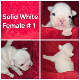 Bulldog Puppies from Chief Bulldogs