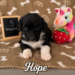 Hope - Black and white female Sheepadoodle puppy in Glen Rose, Texas from Clevenger’s Sheepadoodle Fur Baby Farm