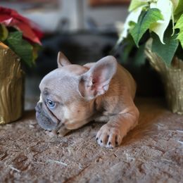 Girl 4 - Blue fawn female French Bulldog puppy in Crane, Missouri from James River French Bulldogs
