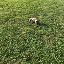 Shih Tzu Puppies from TACG