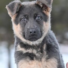 Lavender - Blue female German Shepherd puppy in Florissant, Colorado from Vom Dortmunder German Shepherds