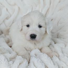 Girl 4 Magenta - White female Great Pyrenees puppy in Yakima, Washington from Naches Heights Ranch