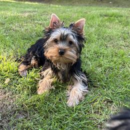 Mia - Blue and gold female Yorkshire Terrier puppy in Portland, Oregon from Bohemian Beauty Yorkshire Terrier