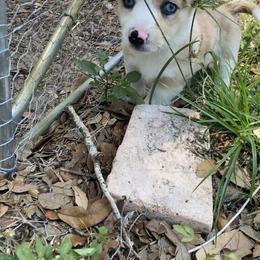 American Corgi and Pembroke Welsh Corgi Puppies from Swell Corgis