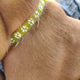 Betsy - Brown and white female Basset Hound puppy in Imler, Pennsylvania from Happy Hounds