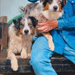 Razzle - Australian Shepherd