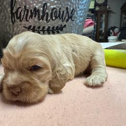 Girl 1 - Buff and white female Cocker Spaniel puppy in Phil Campbell, Alabama from Sandra Clark's Cocker Spaniels
