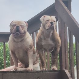 Miku - American Bulldog