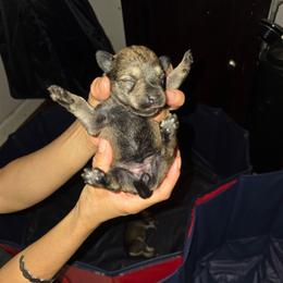 Puppy Girl 1 - Salt and pepper female Miniature Schnauzer puppy in Baldwin, New York from Schnauzy Pawz