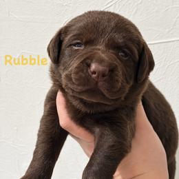Rubble - Chocolate male Labrador Retriever puppy in Tomahawk, Wisconsin from Mahner Labs