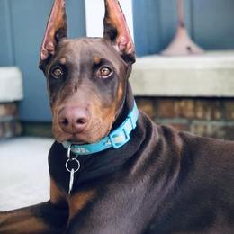 Doberman Pinscher Puppies from Jensen Dobermans