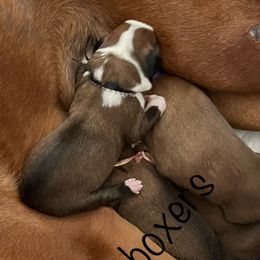 Boxer Puppies from Amy's Boxers