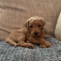 Toby - Apricot male Goldendoodle puppy in Fayetteville, Arkansas from Mountain Grove Doodles