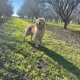 Bear - Golden Retriever