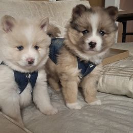 Pomskies and Siberian Huskies from Roaring Springs Pomsky