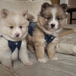 Pomskies and Siberian Huskies from Roaring Springs Pomsky