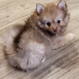 Pomeranian Puppies from Sugar Butt Poms