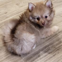 Pomeranian Puppies from Sugar Butt Poms