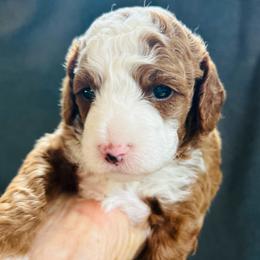 Copper - Red male Cavapoo puppy in Natural Bridge, Virginia from Rockbridge Puppies
