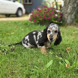 Girl 5 - Dapple female Dachshund puppy in Ethel, Washington from Mickey's Miracle Doxies
