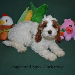 Dahlia - Red and white female Cockapoo puppy in Hopkins, South Carolina from Sugar and Spice Cockapoos
