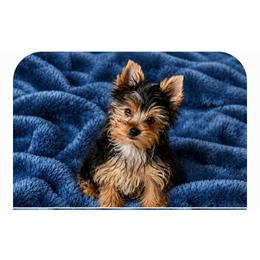 Johnny - Black and tan male Yorkshire Terrier puppy in Grafton, West Virginia from Gemstone Kennel