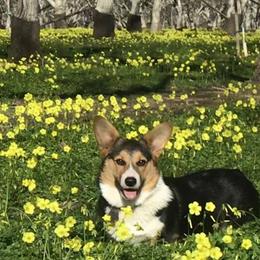 Pembroke Welsh Corgi All Grown Up from Early Spring Corgis