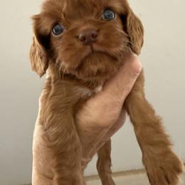 Binx - Ruby female Cavalier King Charles Spaniel puppy in Jacksonville, Florida from Lori Van Doorn's Cavalier King Charles Spaniel