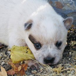 Nikoli - Red speckled male Australian Cattle Dog puppy in Redding, California from Lone Pine Kennel