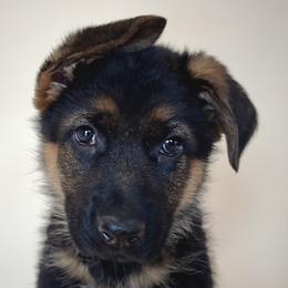 Rebecca - Black and red female German Shepherd puppy in Grand Junction, Colorado from Sonnenfeld Shepherds