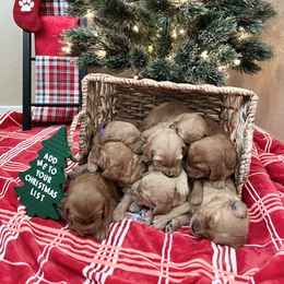 Goldendoodle Puppies from Dutch Doodles