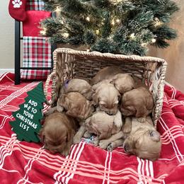 Goldendoodle Puppies from Dutch Doodles