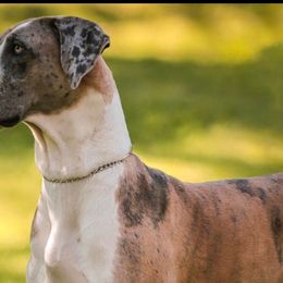 Great Danes from Great Wood Danes