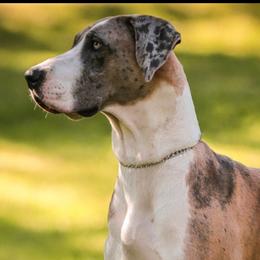 Great Danes from Great Wood Danes