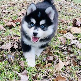 Luigi - Black and white male Pomsky puppy in Monroe, Georgia from Beastly Beauties Huskies & Pomskies