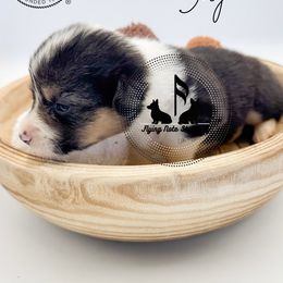 Marigold - Black and tan female Pembroke Welsh Corgi puppy in Casper, Wyoming from Flying Note Shorties