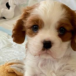 Cavalier King Charles Spaniels from Blessed Cavaliers
