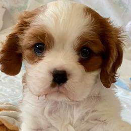 Cavalier King Charles Spaniels from Blessed Cavaliers