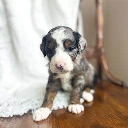 Hot Stuff - male Australian Mountain Doodle puppy in Iowa from Burkhart Family Puppies