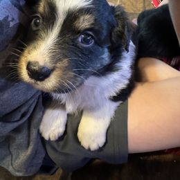 Australian Shepherd Puppies from Hayward aussies