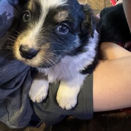 Australian Shepherd Puppies from Hayward aussies