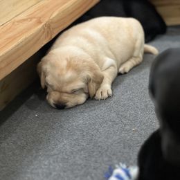 Labrador Retriever Puppies from Butlertown Labs